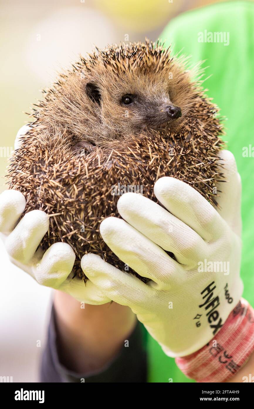 21. Mai 2021, Niedersachsen, Hannover: Karolin Schütte, Tierärztin am Igelzentrum in Niedersachsen, hält einen Igel in den Händen, den sie später auf dem Stadtfriedhof Stöcken in die Wildnis entlassen wird. Foto: Moritz Frankenberg/dpa Stockfoto