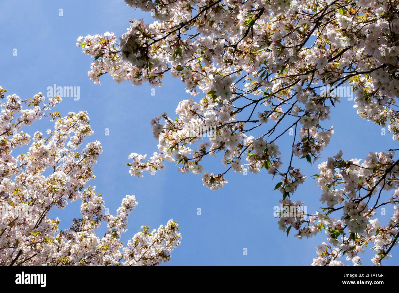 Prunus Sunset Boulevard Cherry Tree erhebt sich vor dem blauen Himmel Stockfoto
