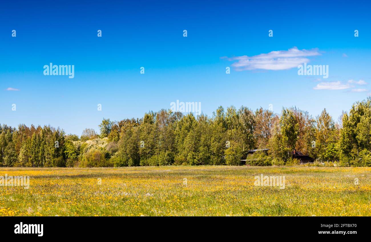 Landschaft mit Sommerfeld unter wolkenblauem Himmel an einem sonnigen Tag, natürliches Hintergrundfoto Stockfoto