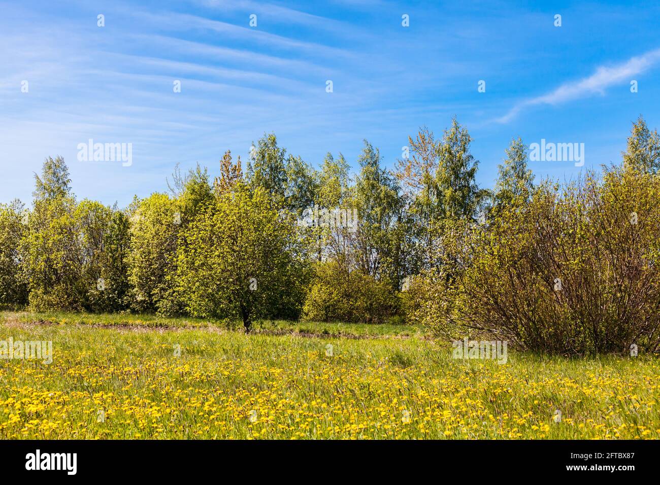 Ländliche Landschaft mit Sommerbäumen und Sträuchern unter wolkenblauem Himmel an einem sonnigen Tag, natürlicher Fotohintergrund Stockfoto