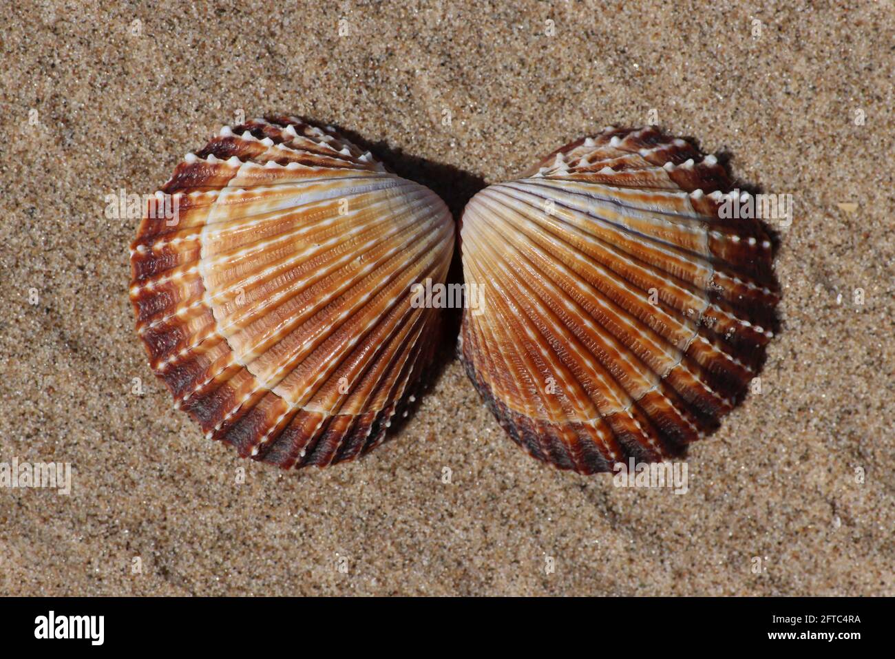 Stacheliger Cockle Acanthocardia echinata Stockfoto