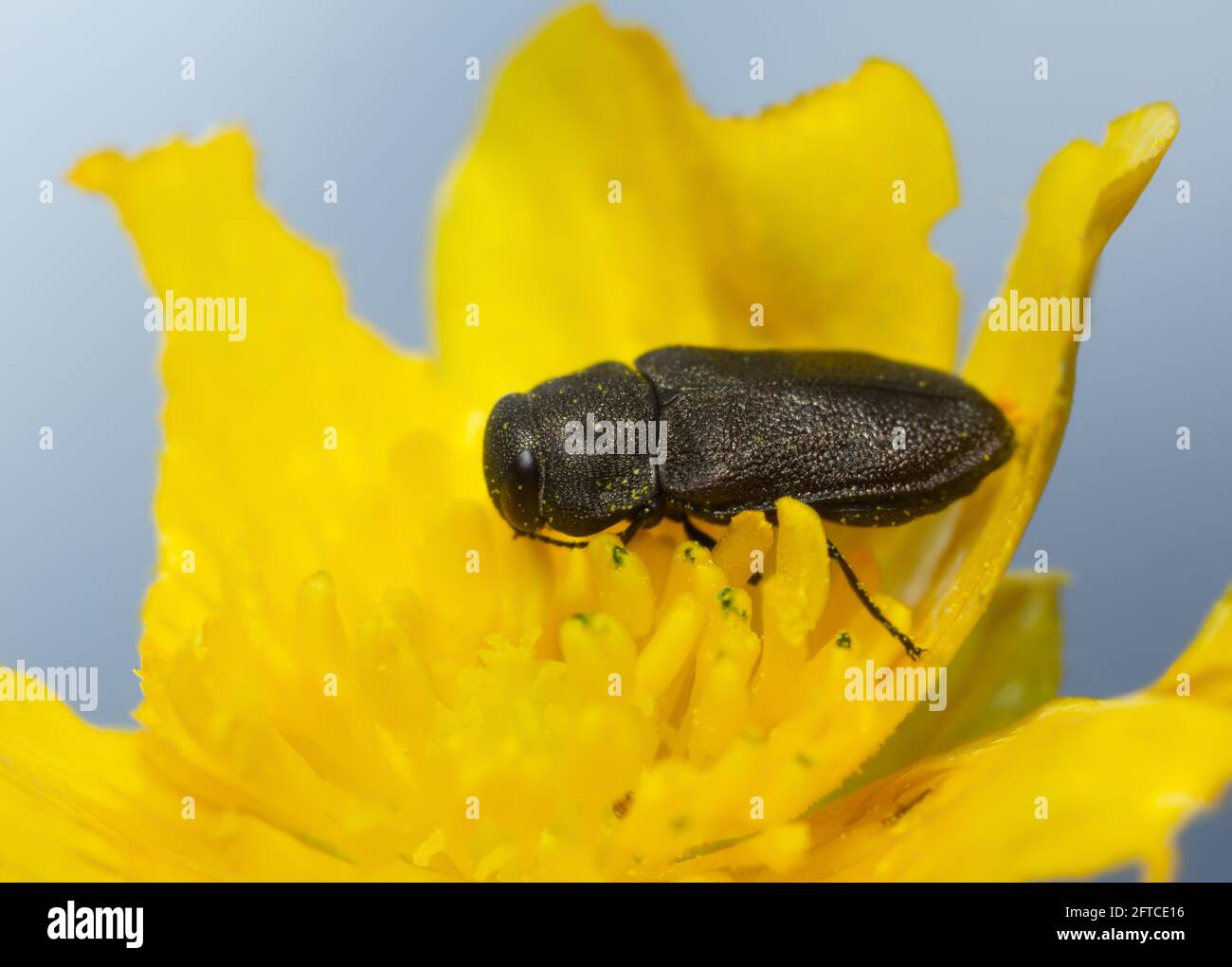 Metallischer Holzkäfer, Anthaxia quadripunctata auf Blume Stockfoto