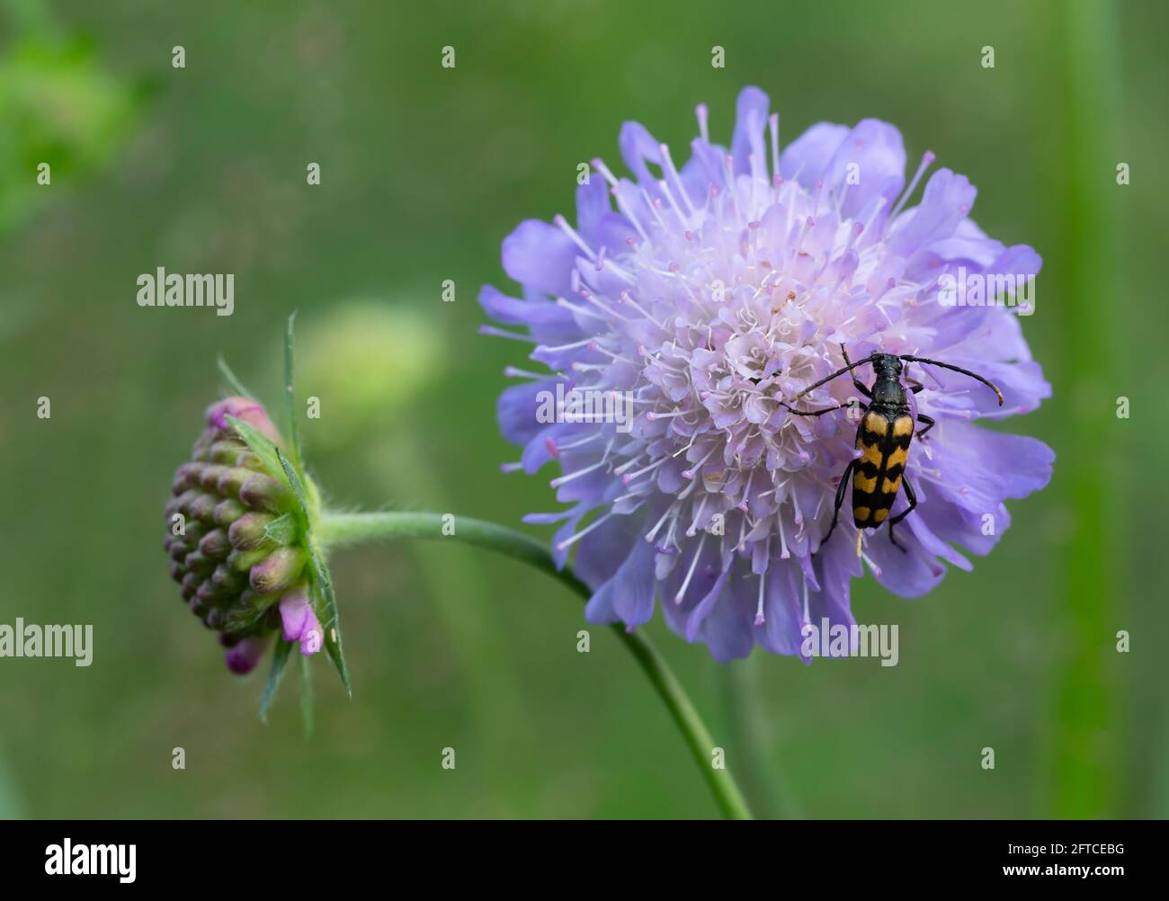 Langhornkäfer, leptura quadrifasciata, die sich auf dem Felde ernährt, Knautia arvensis Stockfoto