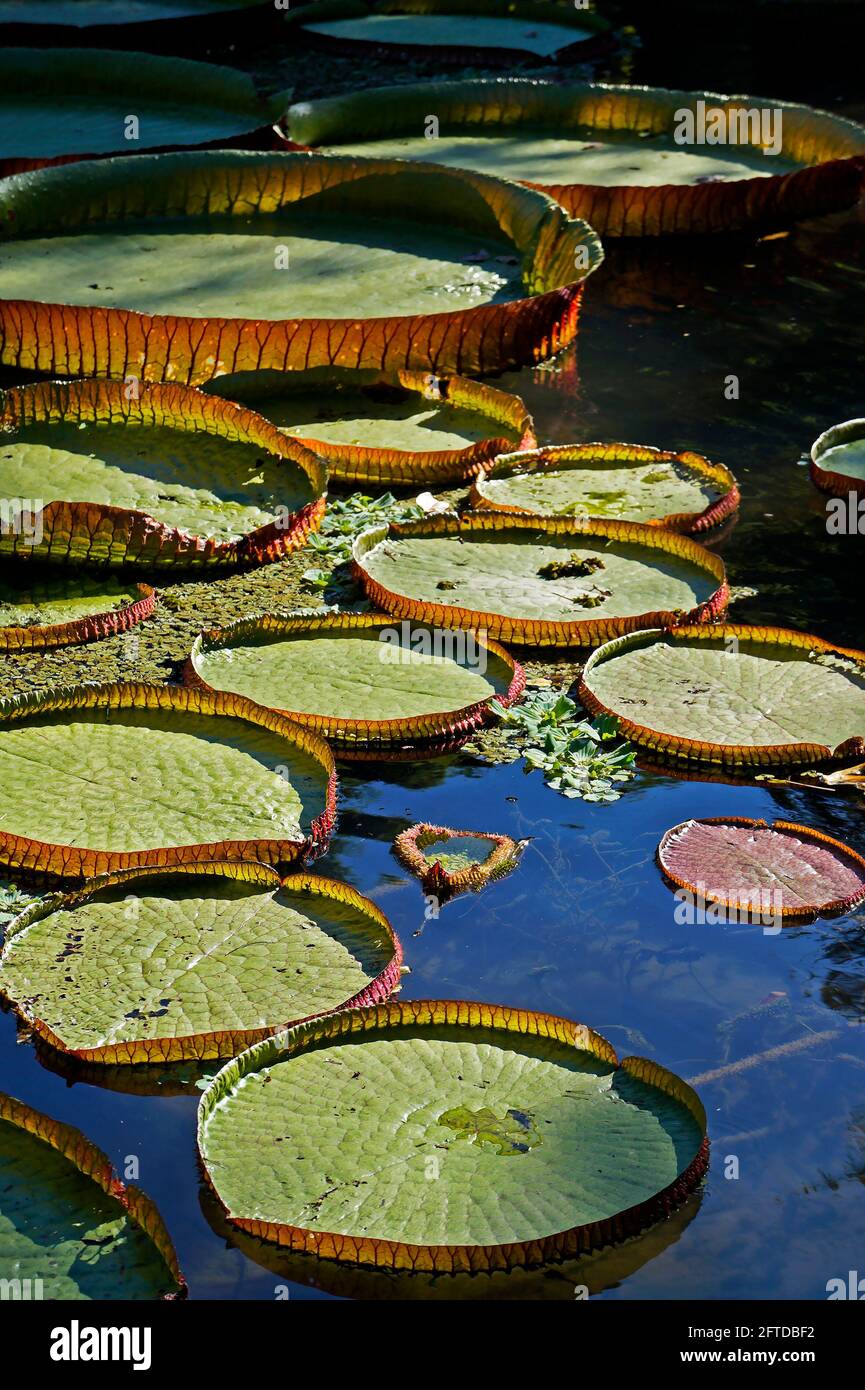 Victoria regia (Victoria amazonica) am See Stockfotografie Alamy