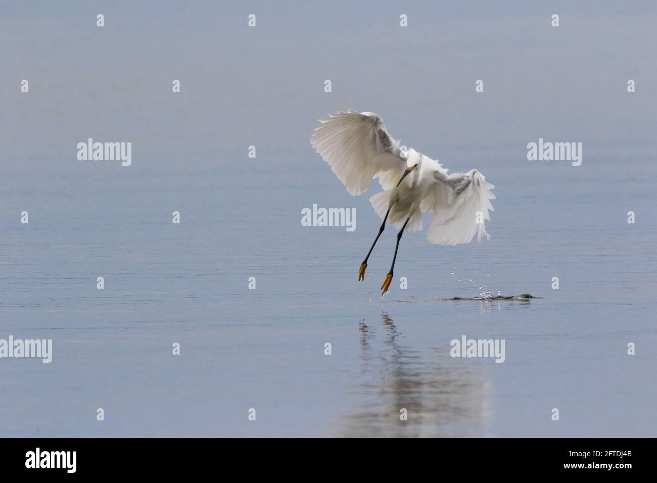 Der verschneite Reiher, Egretta thula, hebt sich vom flachen Feuchtgebiet ab, um im Merced National Wildlife Refuge in Merced County, CA, nach Unterwasseranbeuten zu Ausschau zu halten. Stockfoto