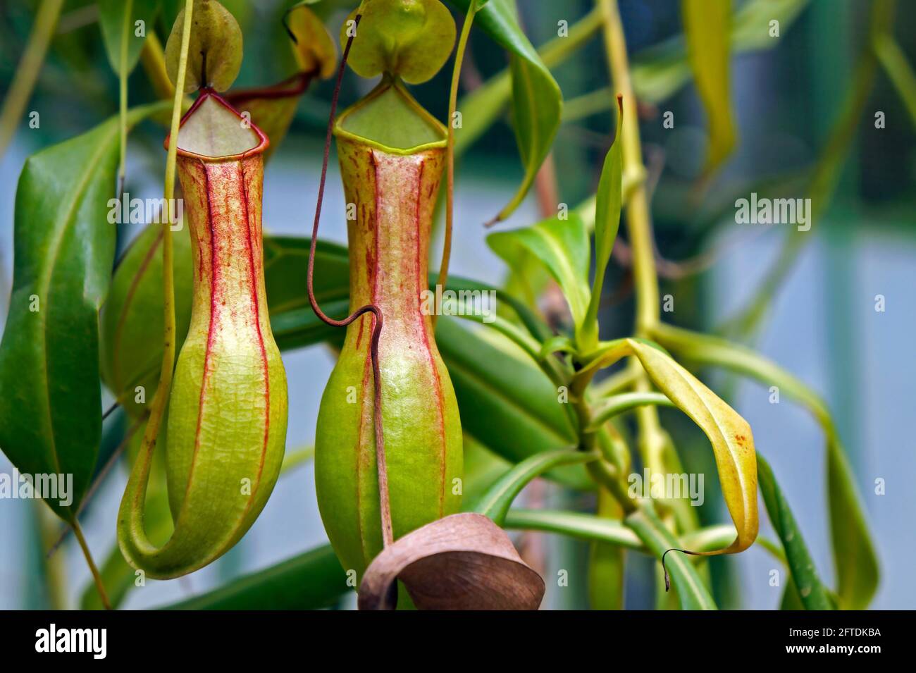 Nepenthes, fleischfressende Pflanze, Insektenfressende Pflanze, Brasilien Stockfoto