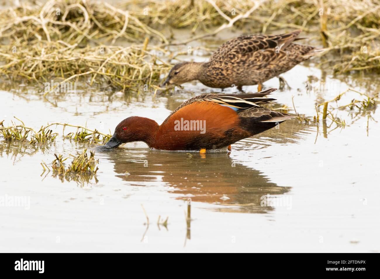 Zimt-Teal-Paar, Anas cyanoptera, Fütterung in flachen Feuchtgebieten Lebensraum in der Grünland Ökologischen Bereich des kalifornischen San Joaquin Valley. Stockfoto