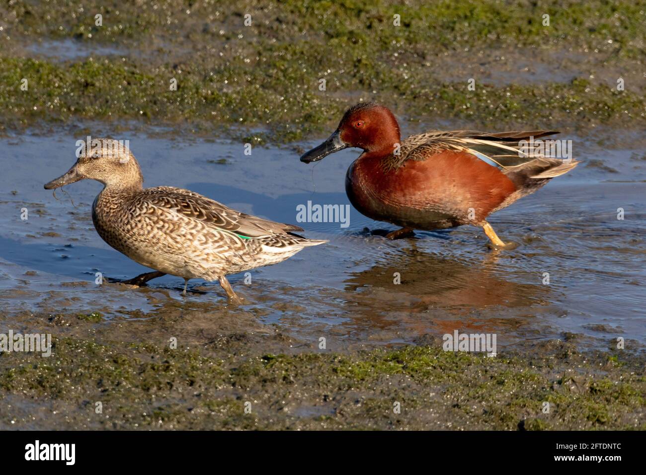 Ein Zimt-Teal-Paar, Anas cyanoptera, bewegt sich während der Ebbe in Morro Bay, Kalifornien, durch die Küstenmündungen. Stockfoto