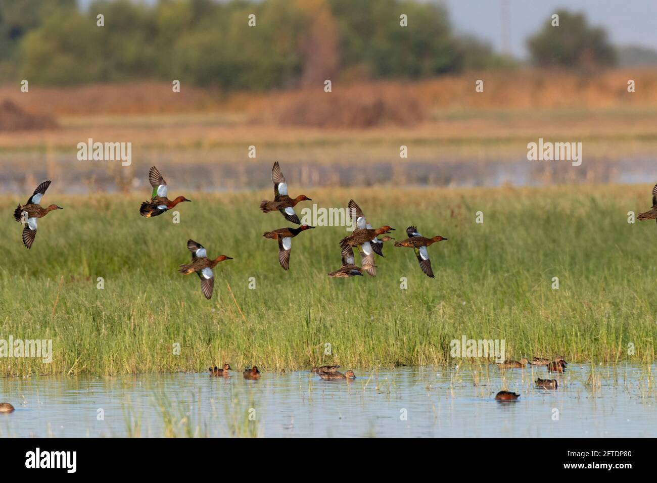 Die Zimt-Teal-Herde, Anas cyanoptera, flieht über einem bewirtschafteten Süßwasser-Feuchtgebiet im Merced NWR im San Joaquin Valley, Kalifornien. Stockfoto