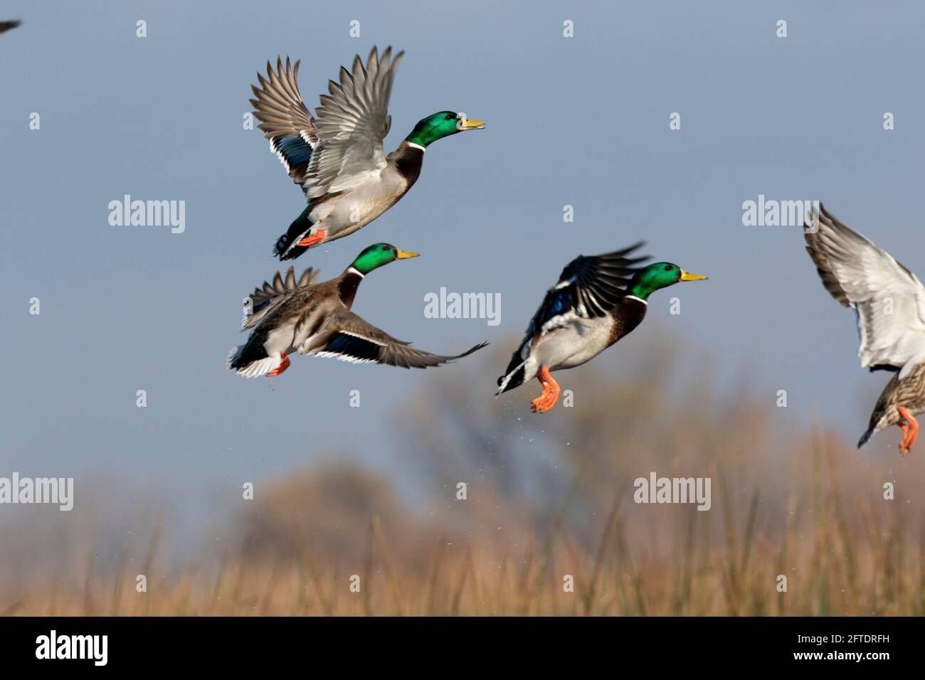 Mallard drakes, Anas platyrhynchos, startend gegen einen blauen Winterhimmel im kalifornischen San Joaquin Valley. Stockfoto