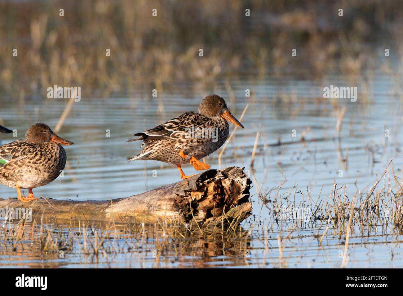 Eine Nördliche Shoveler-Henne, Anas clypeata, hat zur Identifizierung ein Beinband aus Aluminium. Selten fotografiert. Merced NWR, Kalifornien Stockfoto