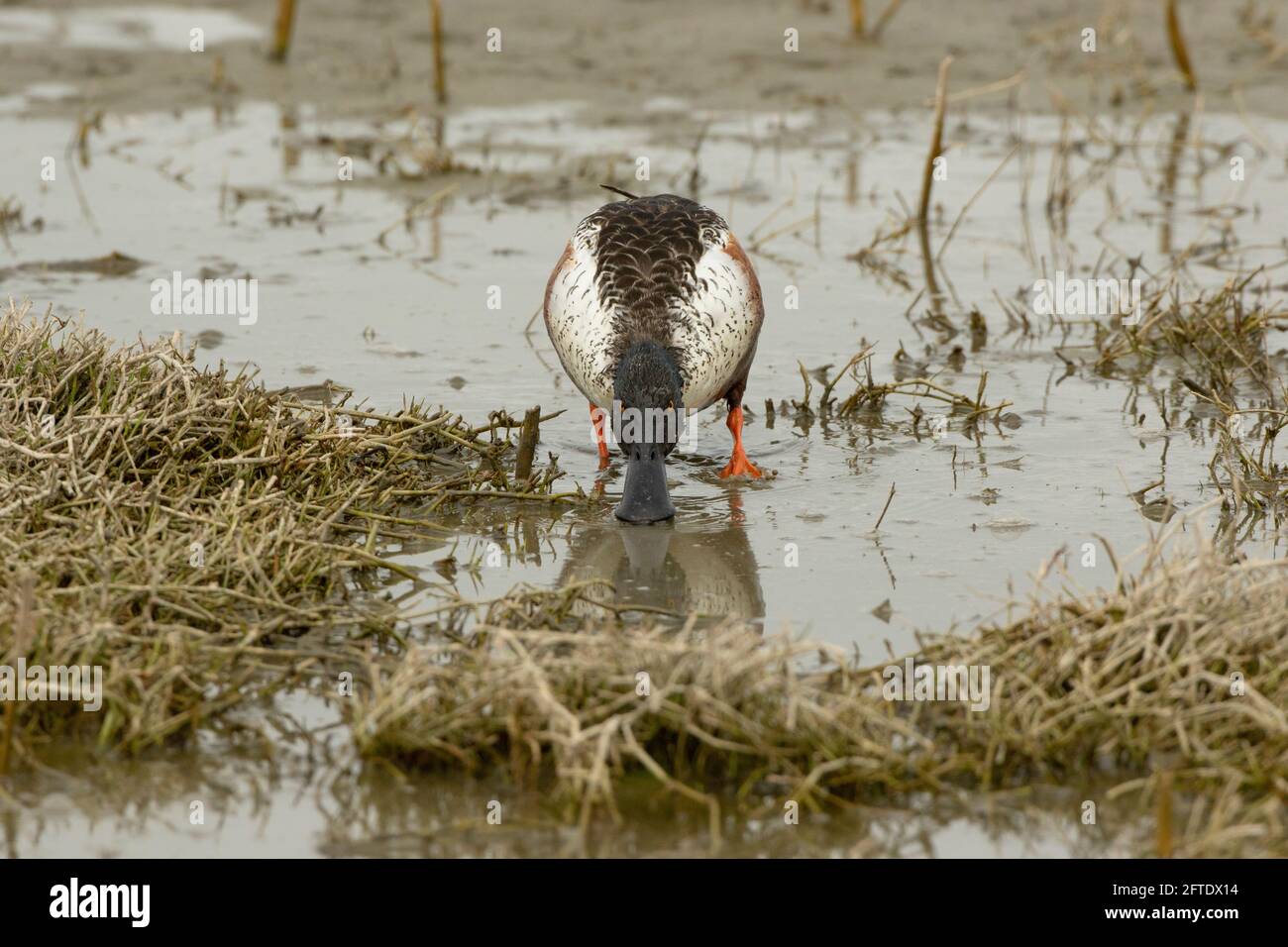 Northern Shoveler drake, Anas clypeata, zeigt einen Spatulaschnabel, während er seichtes Wasser für proteinreiche Wirbellose filtert, San Joaquin Valley, Stockfoto