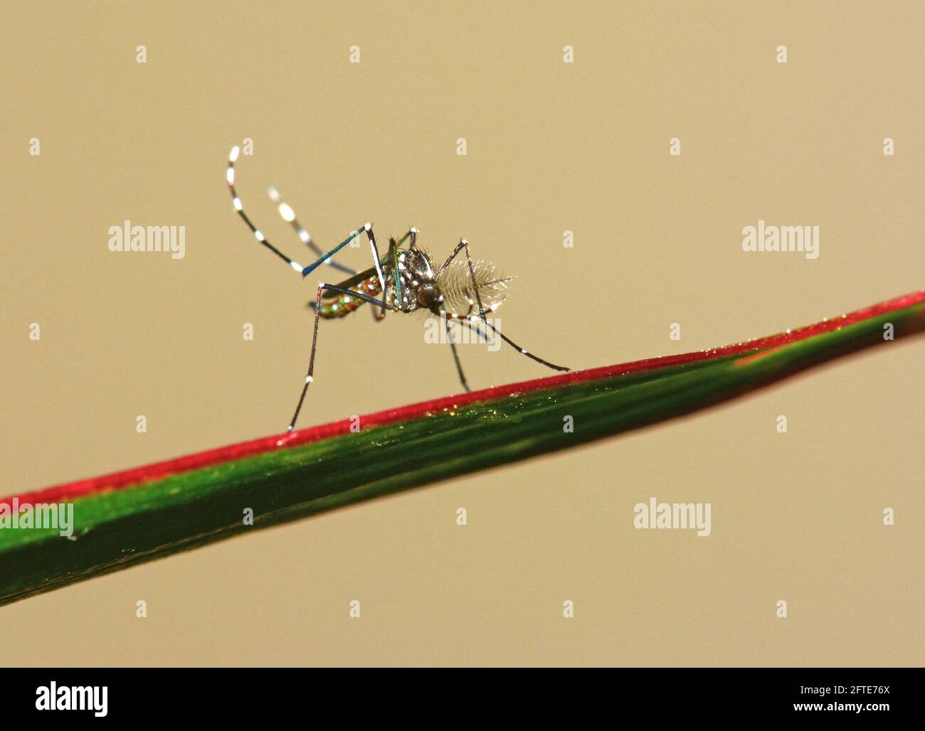 Asiatische Tiger-Mosquito, Aedes albopictus Stockfoto