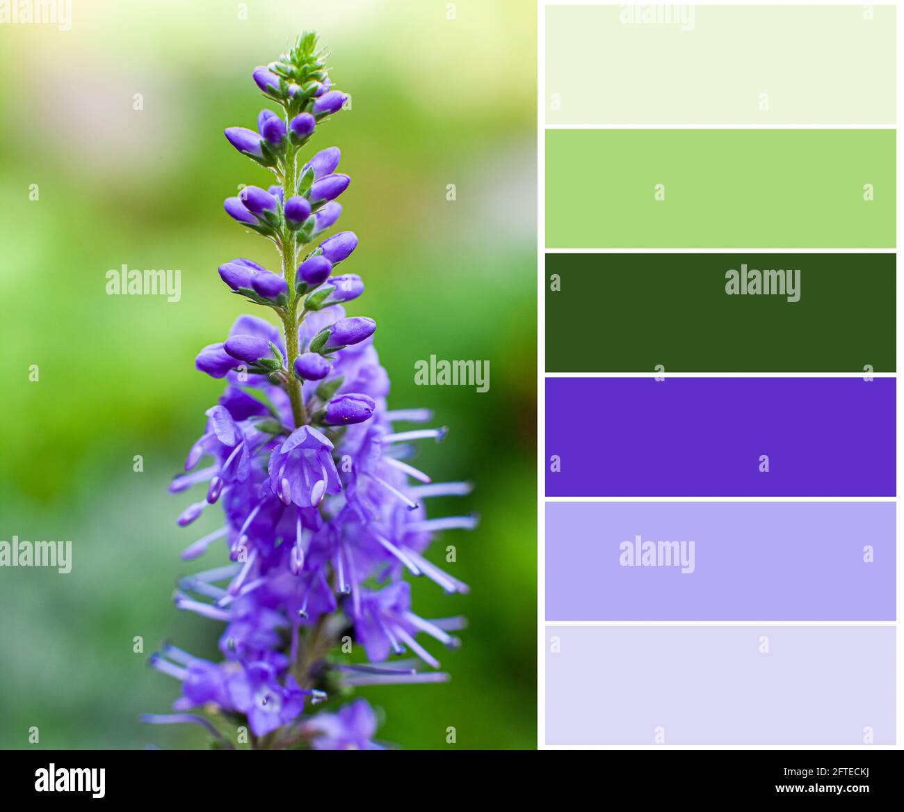 Farblich passende Palette von lila Blume auf grünem Hintergrund, Nahaufnahme Stockfoto