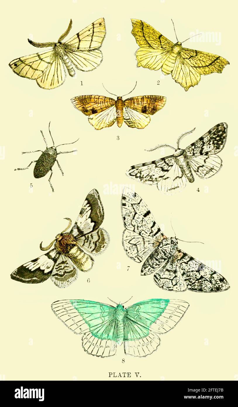 Eine Sonnenfinsternis von Vintage-Motten Stockfoto