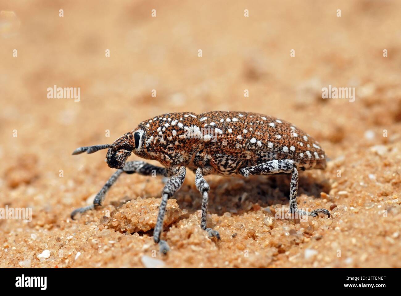 Weevil, Curculionidae, die auf Sand laufen Stockfoto