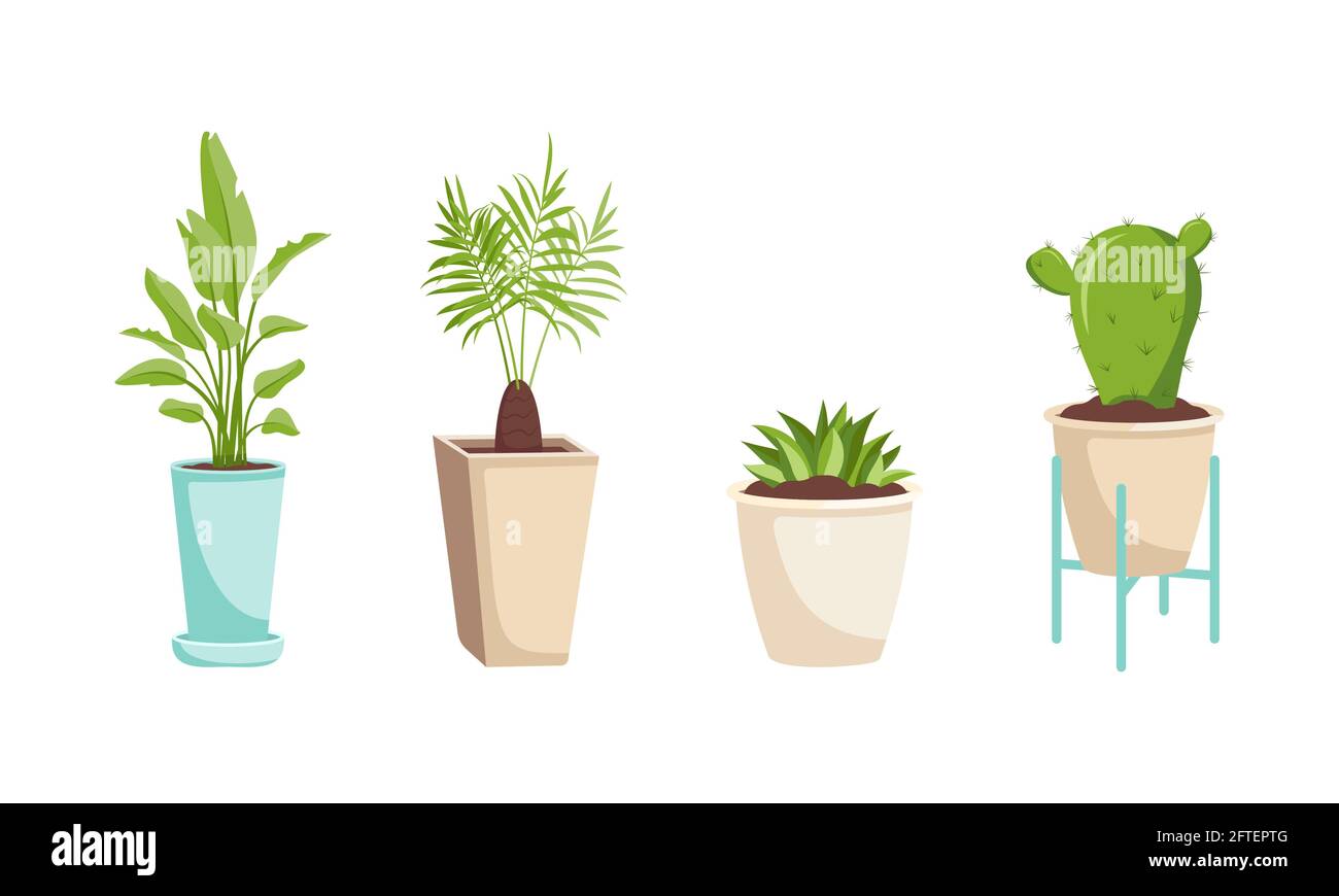 Eine Reihe von Zimmerpflanzen in einem Topf und auf einem Holzständer. Grüne Bananenblätter, Dattelpalme, Kaktus und Sukkulente. Innenblume, Dekoration für ein Stock Vektor