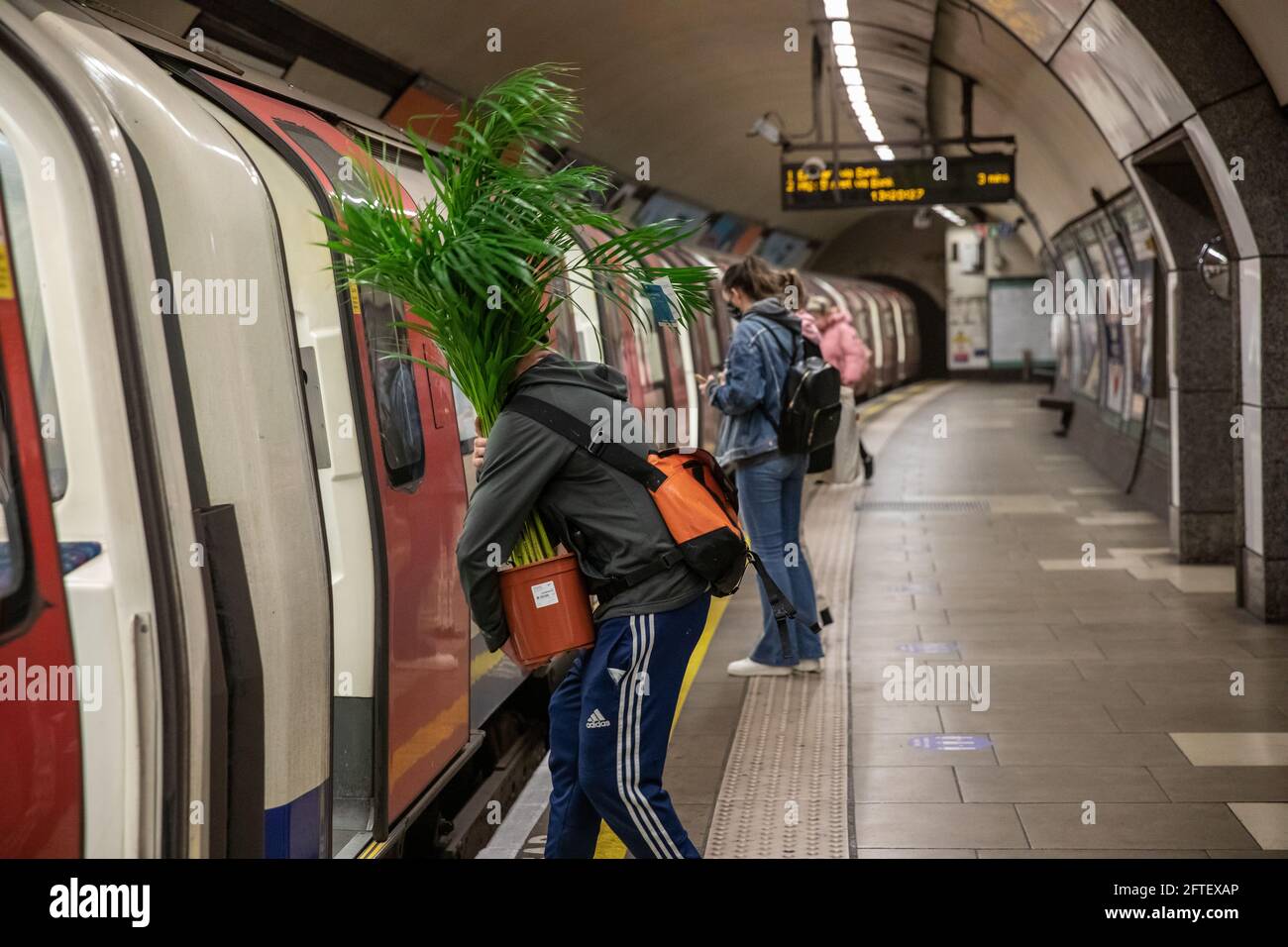 Ein Pendler trägt eine große tropische Topfpflanze auf einer Londoner U-Bahn-Kutsche während seiner Reise durch das Zentrum von London, England, Großbritannien Stockfoto