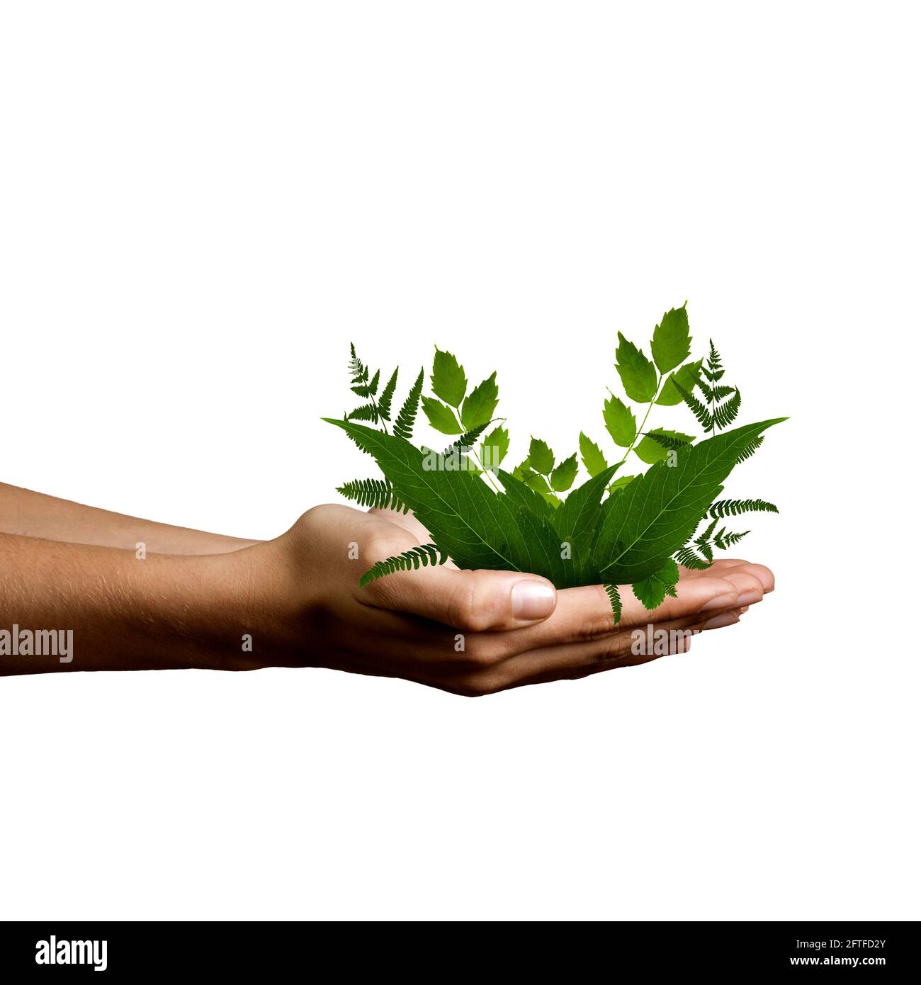 menschliche Hände mit natürlichen Pflanzen Stockfoto