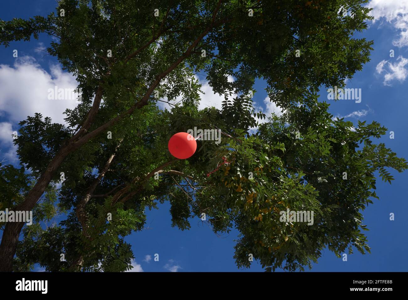 Roter Ballon im Baum Stockfoto