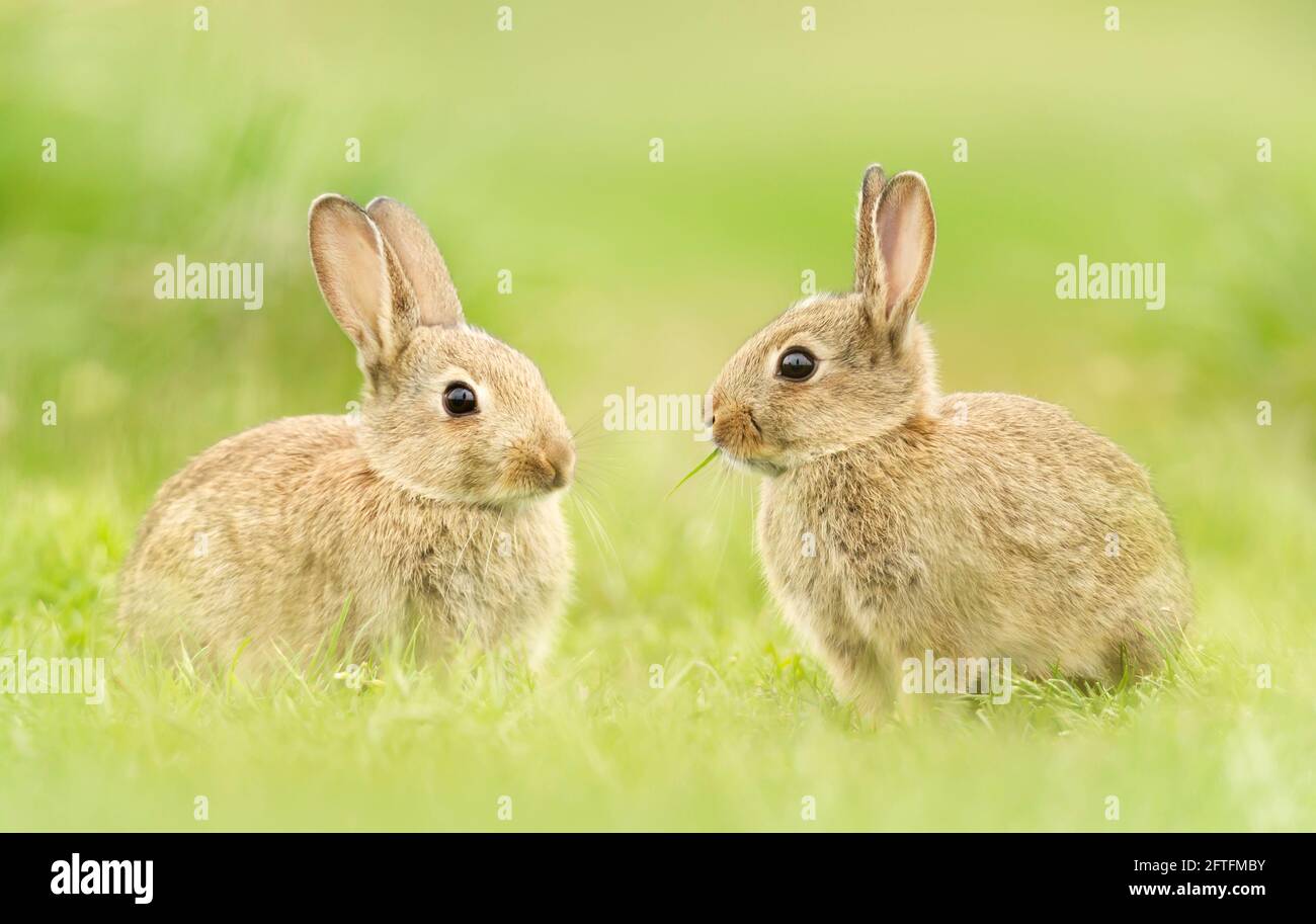 Nahaufnahme von zwei niedlichen kleinen Hasen in Meadow, Großbritannien. Stockfoto