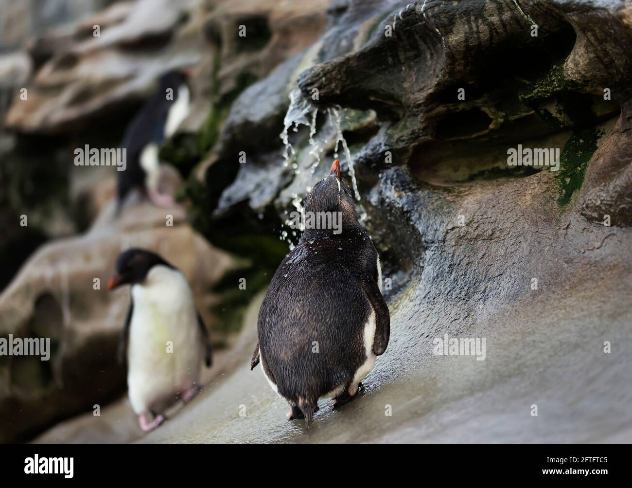 Nahaufnahme eines südlichen rockhopper Penguin unter einem Strom von Wasser Dusche, Falkland Inseln. Stockfoto