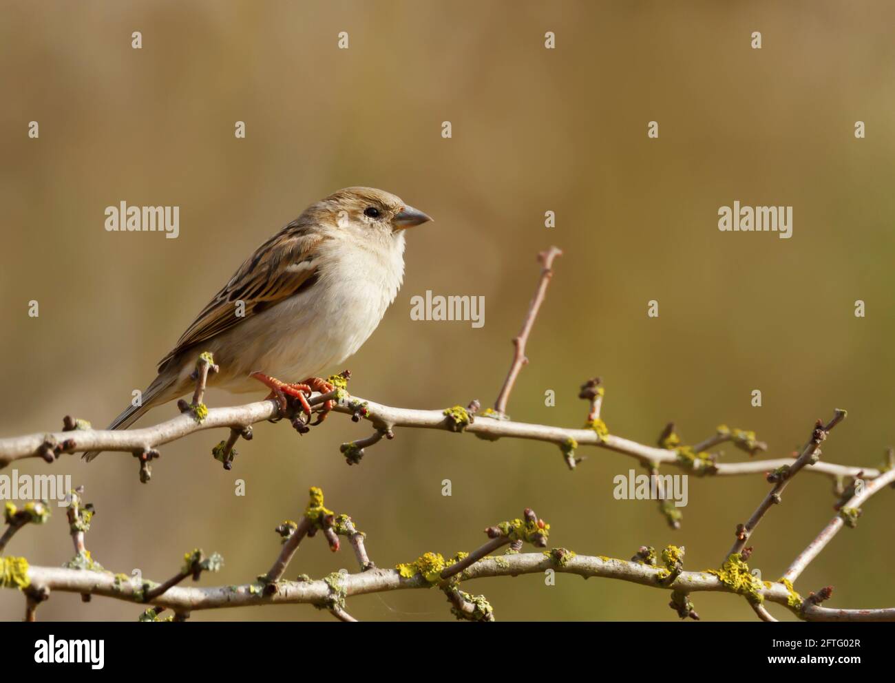 Porträt eines Jungspatzen auf einem Baumzweig, Großbritannien. Stockfoto