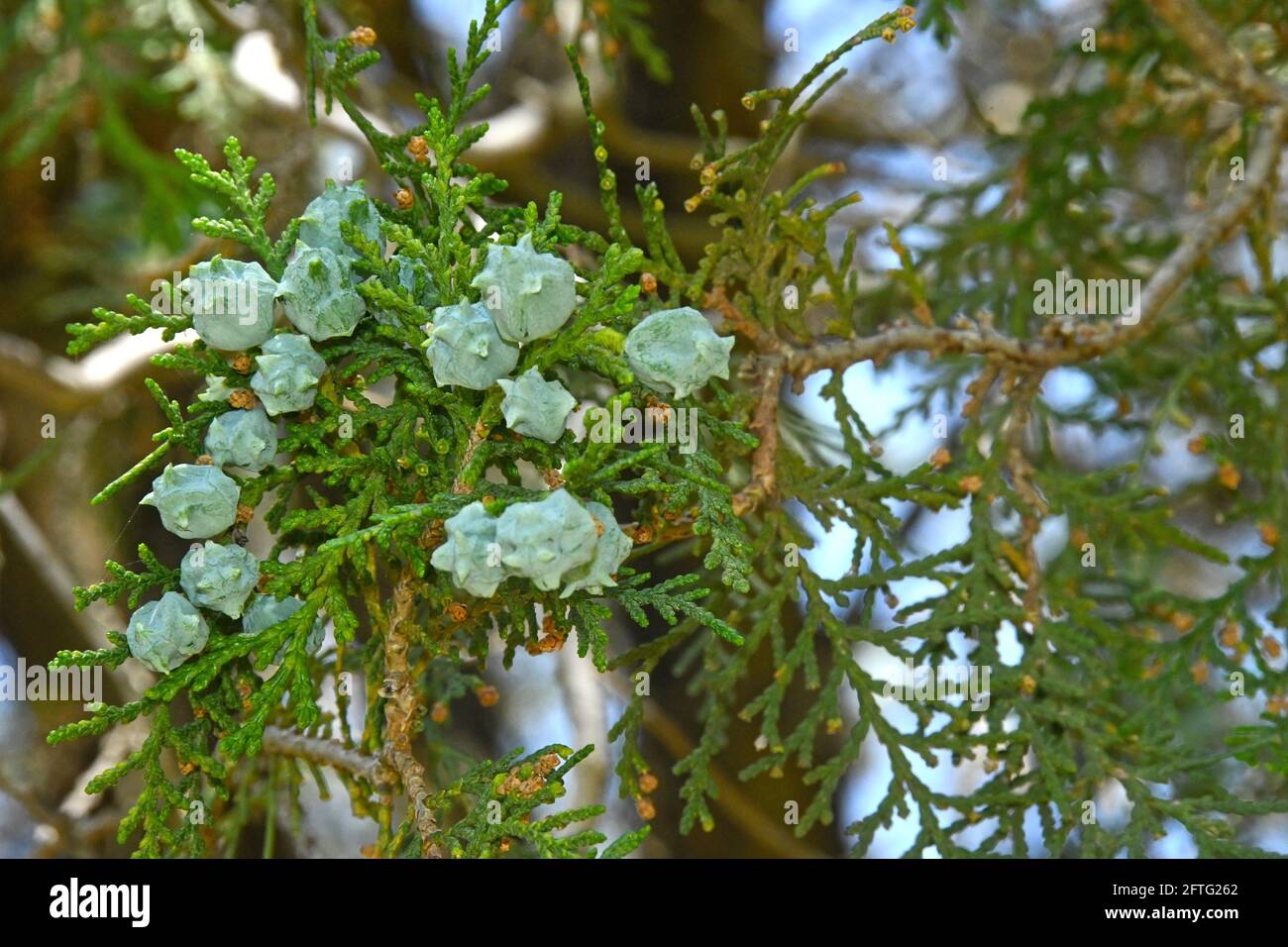 Cupressus torulosa - Früchte Stockfoto