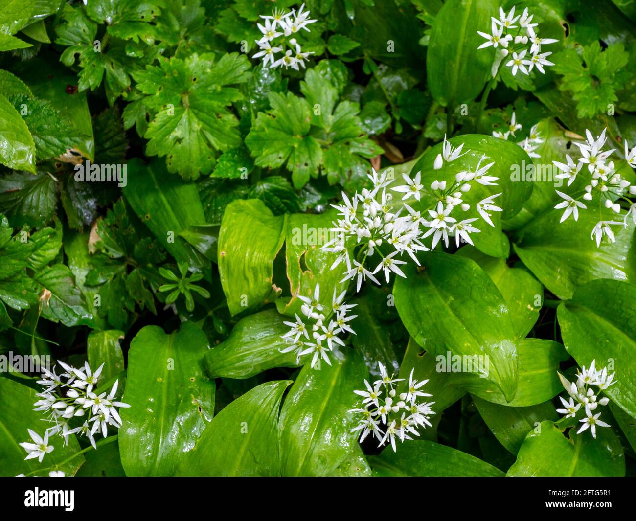 Allium ursinum, oder Bärlauch, Wildkauz, Ramsons, Buckrams, Breitblättriger Knoblauch, Holzknoblauchzehen, Bärlauch oder Bärlauch ist eine bauchige Staude. Stockfoto