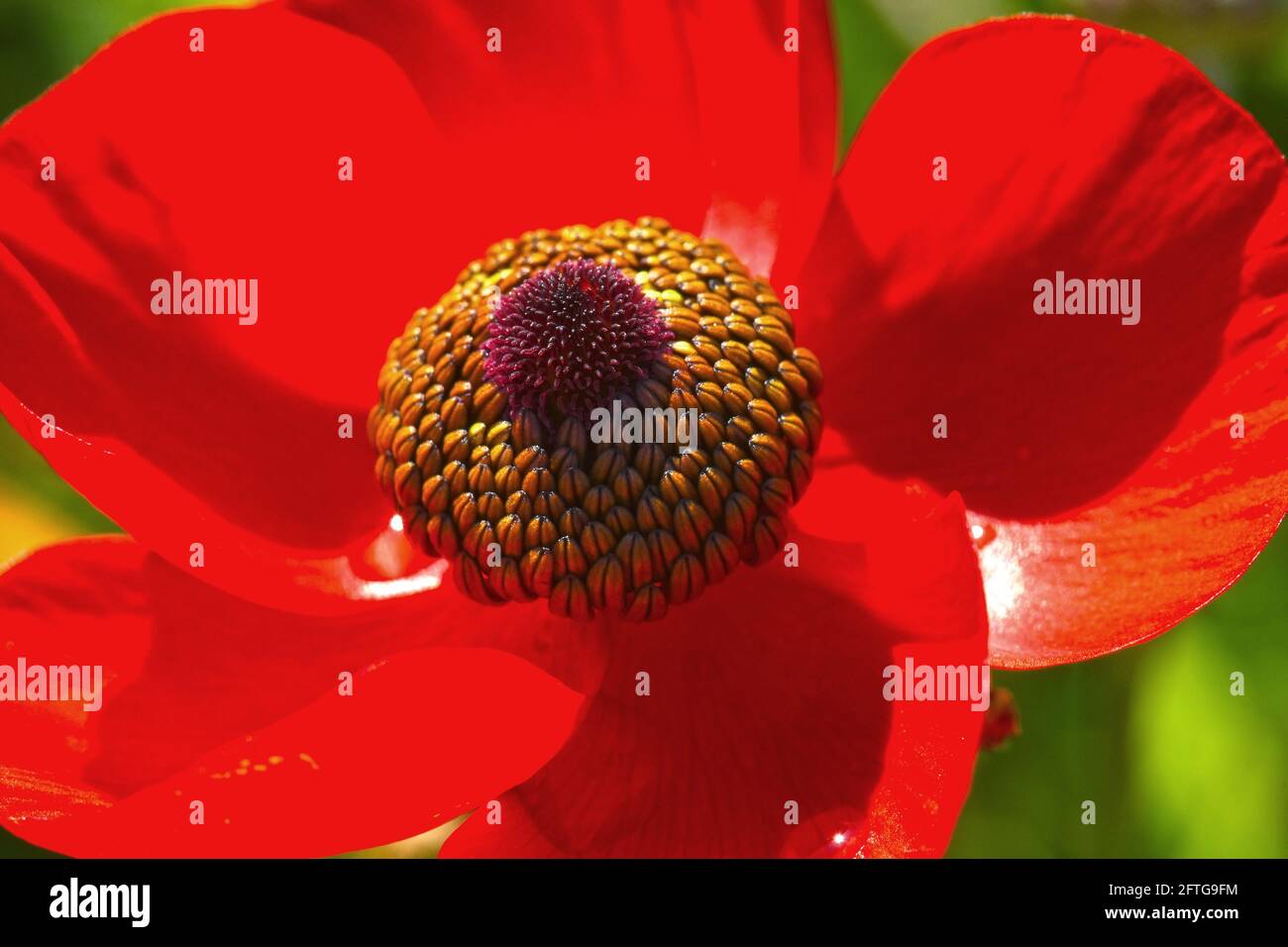 Rote Schmetterlingsblume, Nahaufnahme Stockfoto