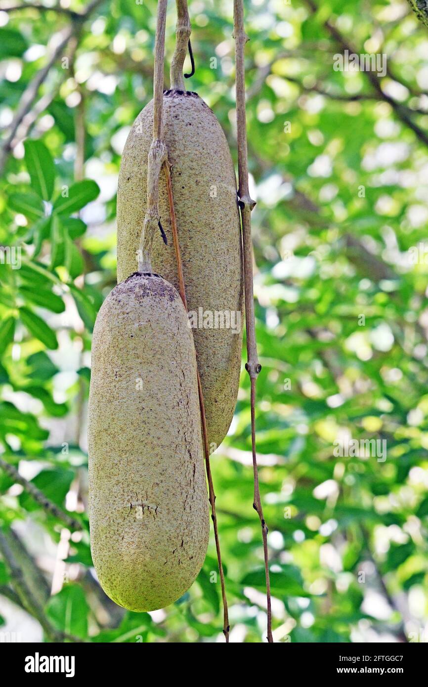 Früchte auf einem südafrikanischen Wurstbaum - Kigelia pinnata Stockfoto
