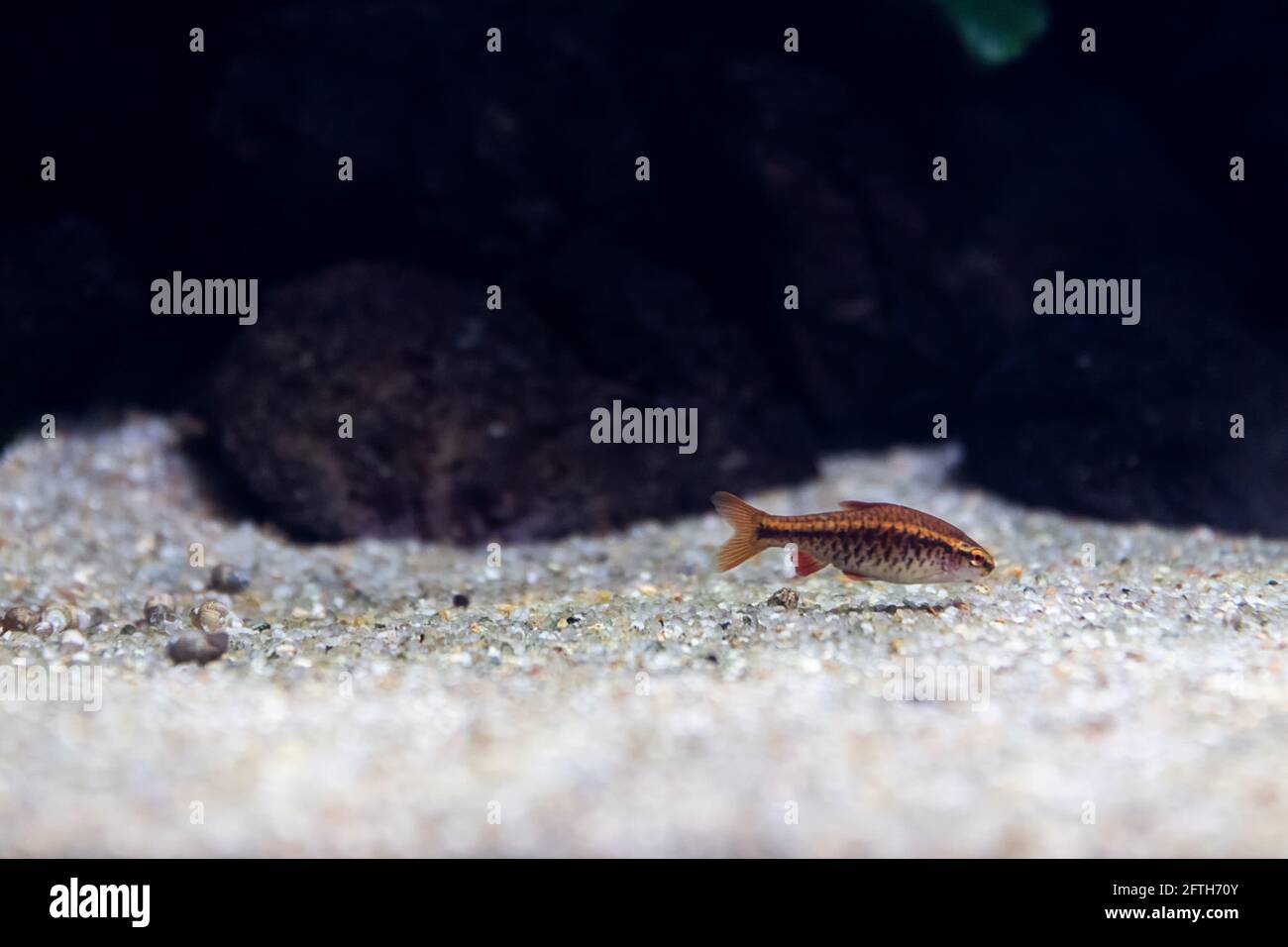 Rochenflossen-Fisch, der am Boden des Aquariumray frisst Rippenfisch, der am Boden des Aquariumpeixes com frisst Barbatanas de Raia comendo kein Fundo Stockfoto