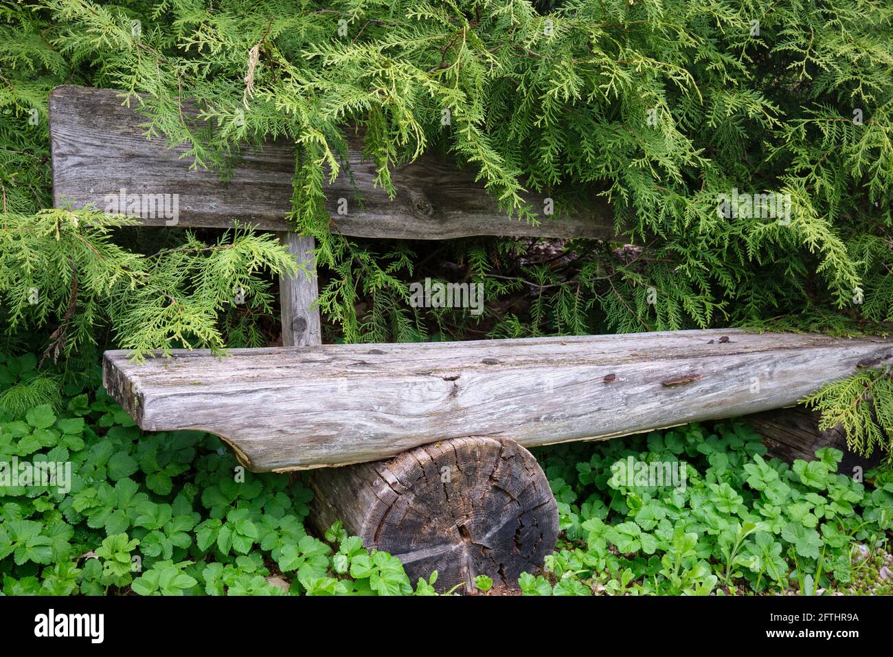 Bewachsene Holzbank auf dem Keguma Cross Hill in Lettland Stockfoto