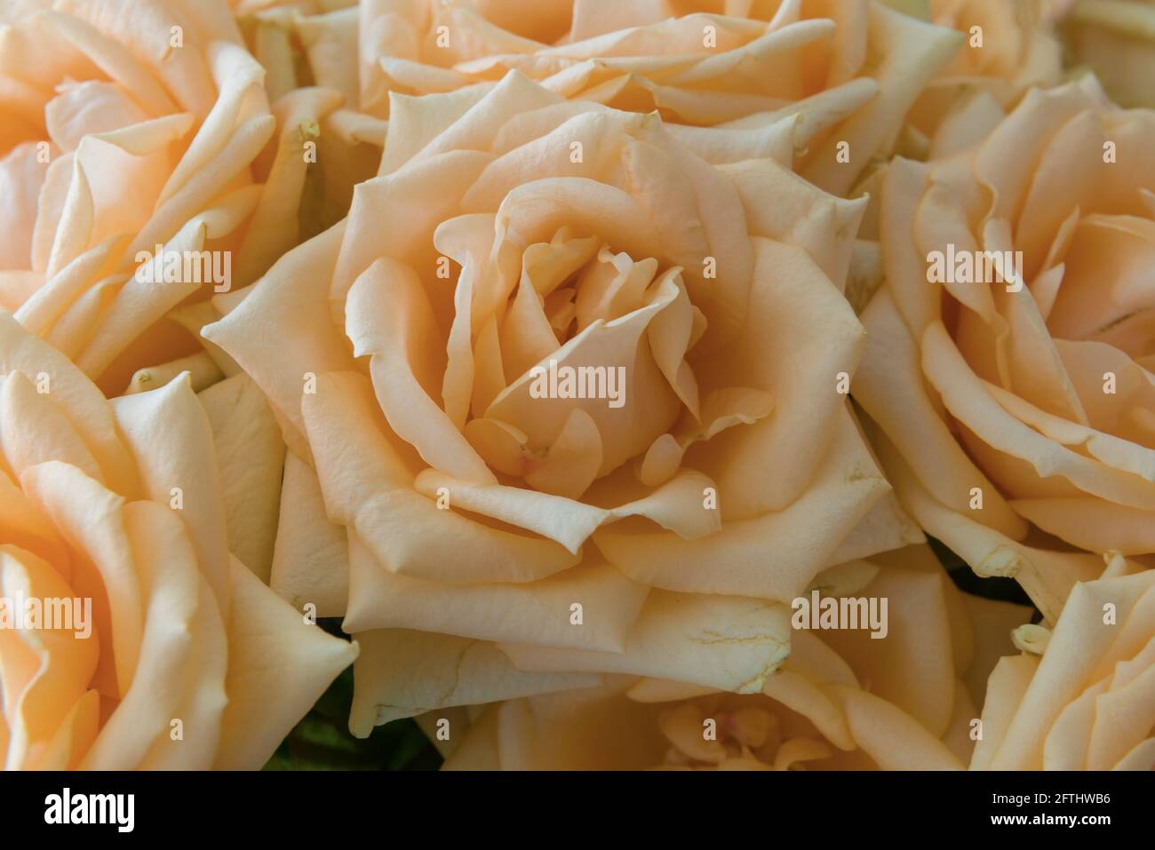 Cream Tea Rose in einem Bouquet Nahaufnahme Stockfoto