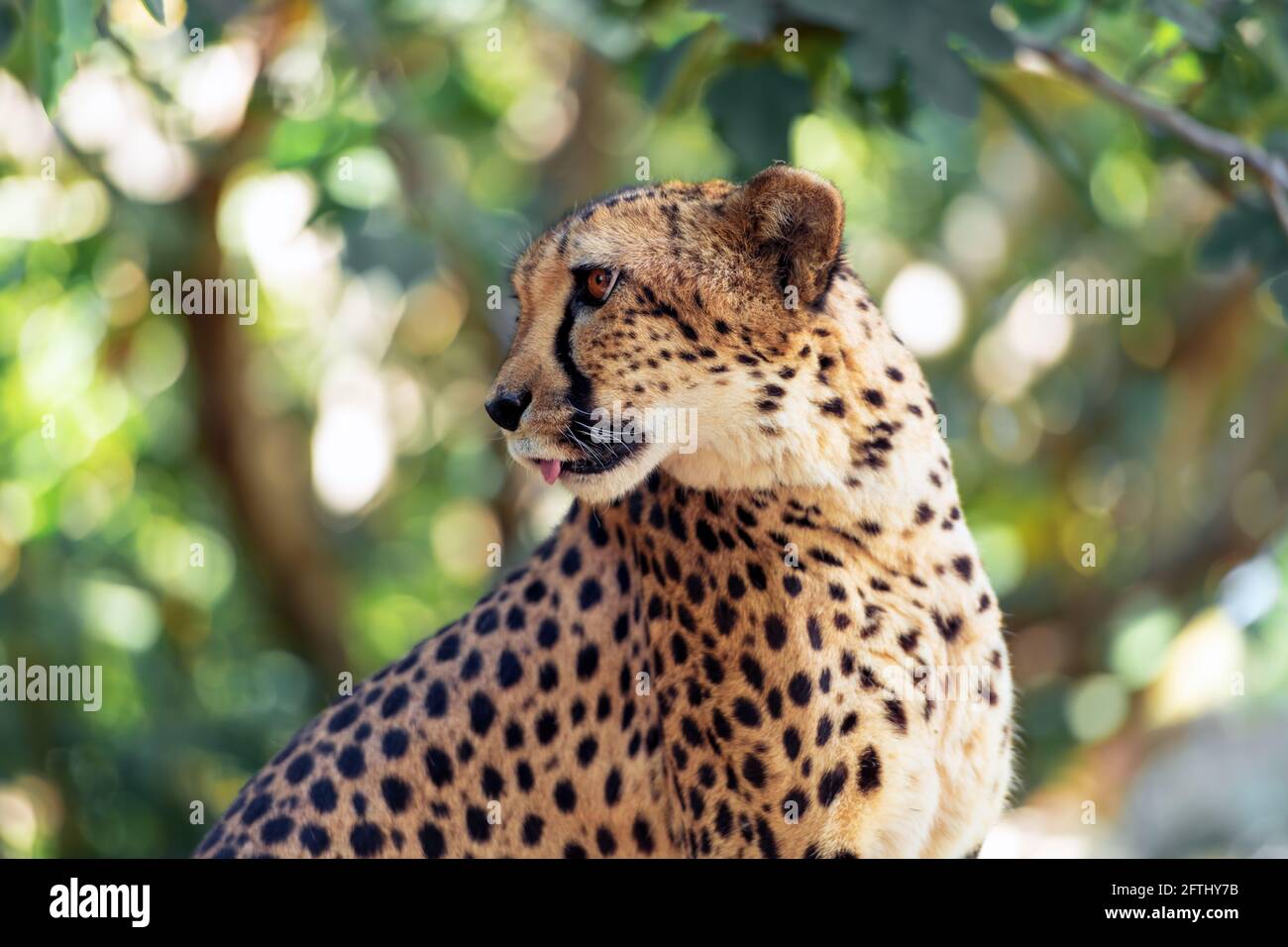 Geparden-Porträt in der afrikanischen Savanne Stockfoto