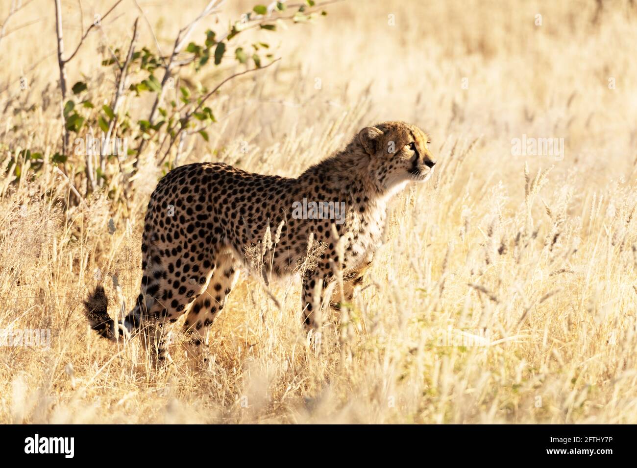 Gepard steht auf trockenem gelben Gras der afrikanischen Savanne Stockfoto
