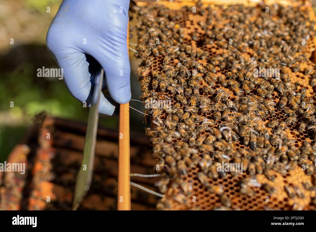 Rahmen voll von Honigbienen, Bienen auf Rahmen, Brutrahmen, Bienen, viele Bienen auf Rahmen, versiegelte Bienenbrut, Hand haltender Brutrahmen, Arbeiterbienenbrut Stockfoto