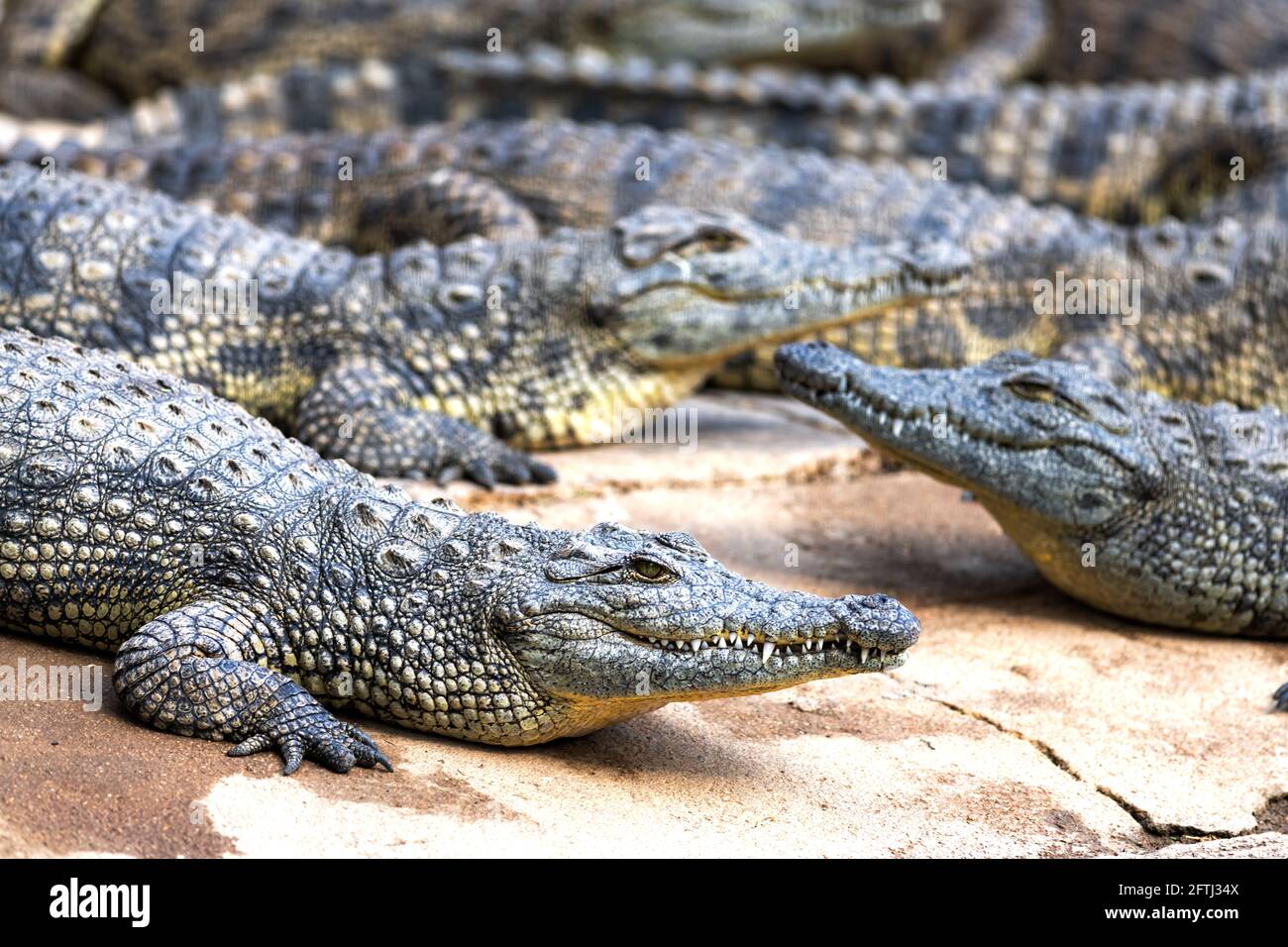 Große afrikanische Alligatoren Krokodile Krokodilfarm Stockfoto