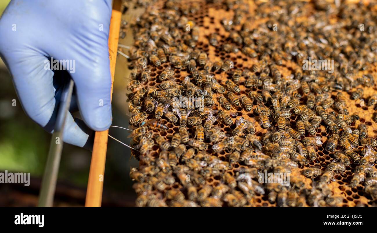 Rahmen voll von Honigbienen, Bienen auf Rahmen, Brutrahmen, Bienen, viele Bienen auf Rahmen, versiegelte Bienenbrut, kommerzieller Brutrahmen, Arbeiterbiene und Brut Stockfoto