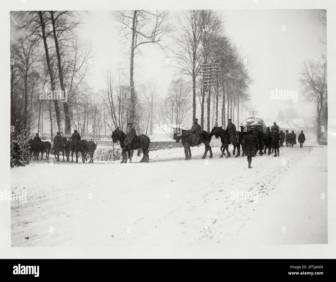 pferde im ersten weltkrieg stockfotos und bilder kaufen alamy