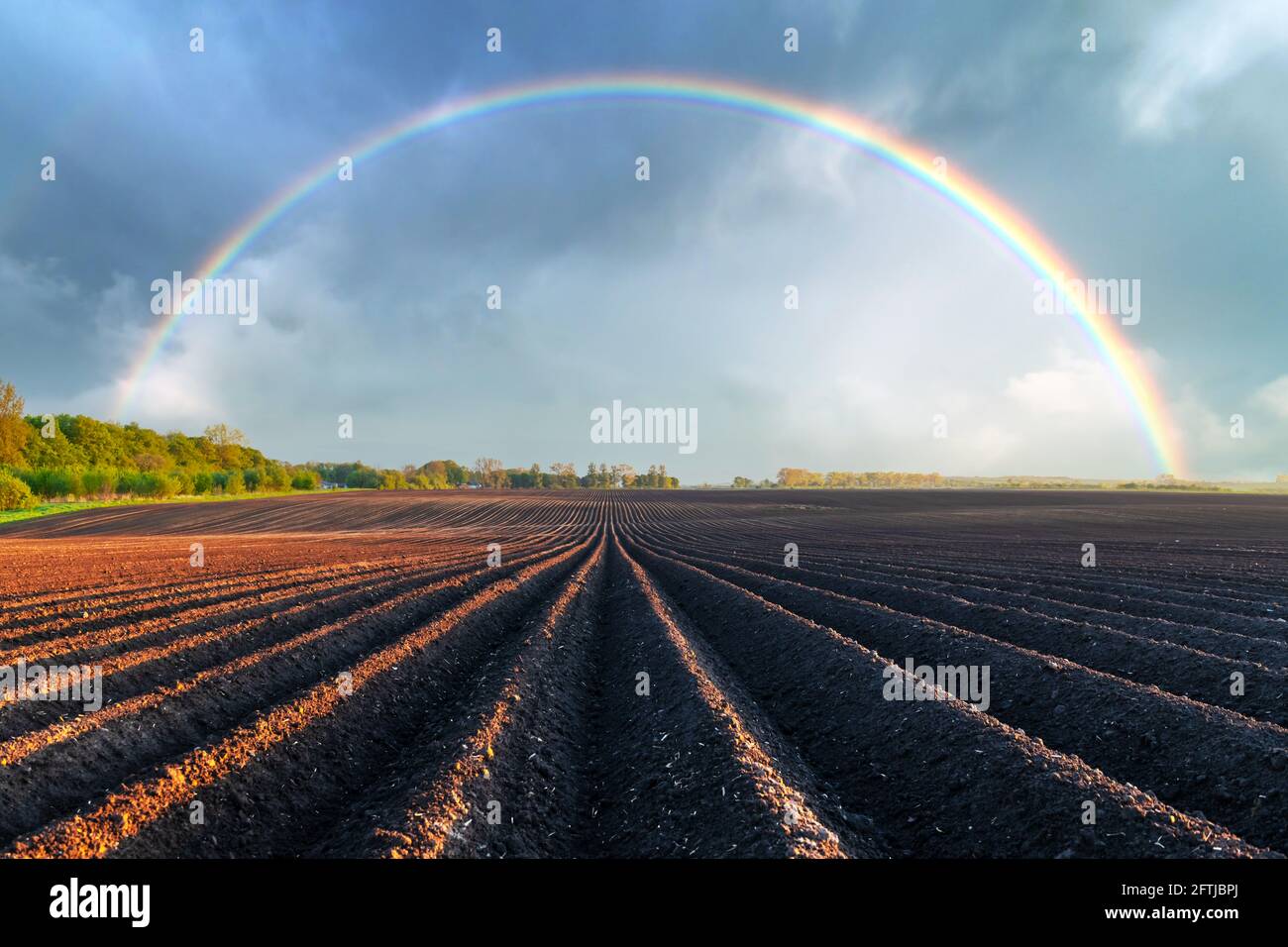 Landwirtschaftliche Feld mit geraden Reihen im Frühjahr Stockfoto