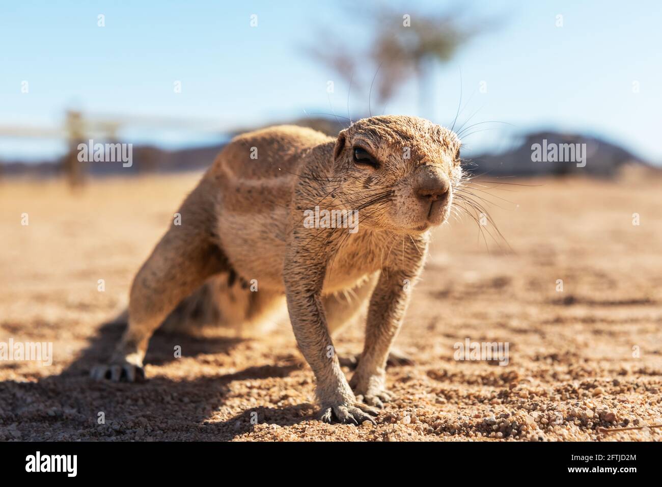 Afrikanisches Bodenhörnchen in Namibia Stockfoto