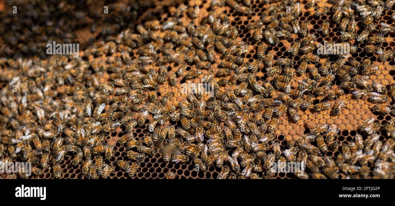 Rahmen voll von Honigbienen, Bienen auf Rahmen, Brutrahmen, Bienen, viele Bienen auf Rahmen, versiegelte Bienenbrut, kommerzieller Brutrahmen, Arbeiterbiene und Brut Stockfoto