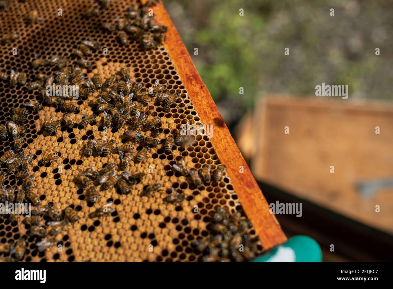 Imker mit Brutrahmen, Bienenfangen, Imker mit Bienen, Imker mit Bienen, Bienenkamm, Wachskamm mit Bienen auf Rahmen Stockfoto