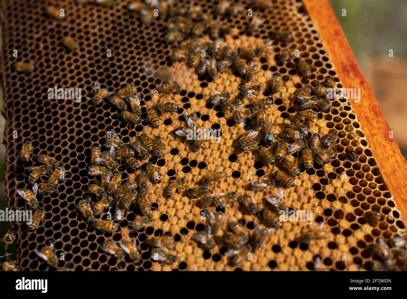 Imker mit Brutrahmen, Bienenfangen, Imker mit Bienen, Imker mit Bienen, Handgeglitzern, Bienenkönigin, Kamm Stockfoto