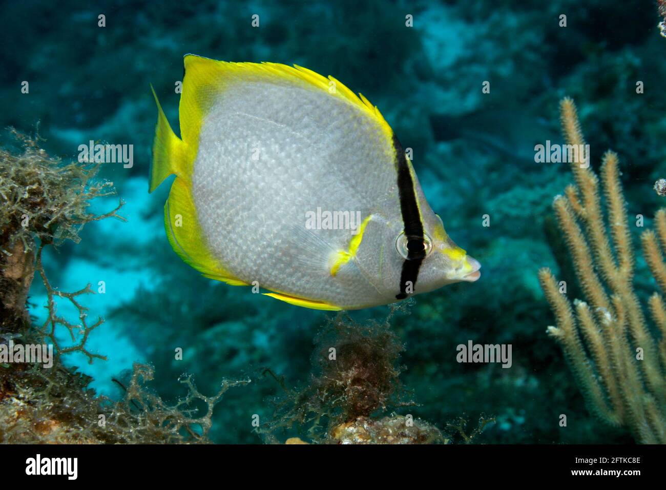 Ein Flossenfisch, Chaetodon ocellatus, der im Florida Keys National Marine Sanctuary unter Wasser schwimmt Stockfoto
