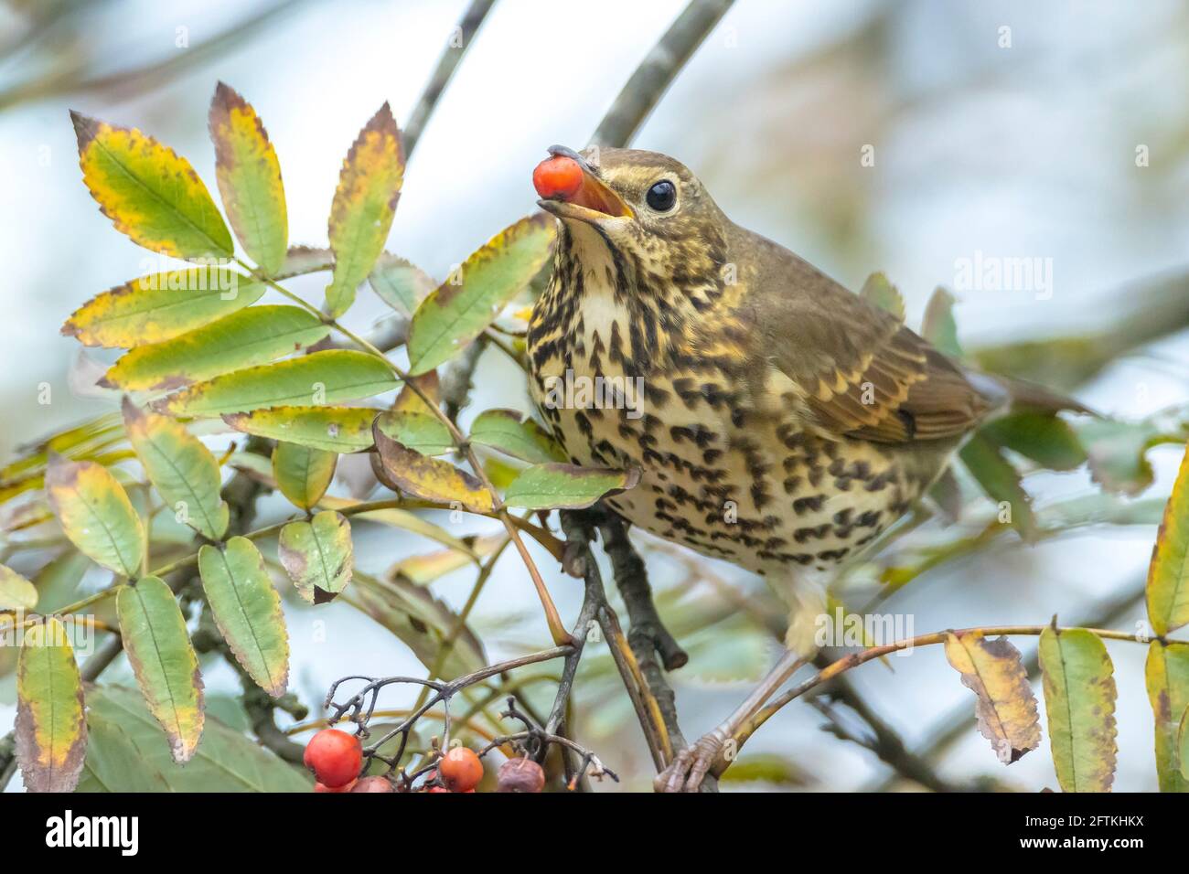 Nahaufnahme einer Singdrossel Turdus philomelos Vogel, der Beeren frisst Während der Herbstsaison Stockfoto