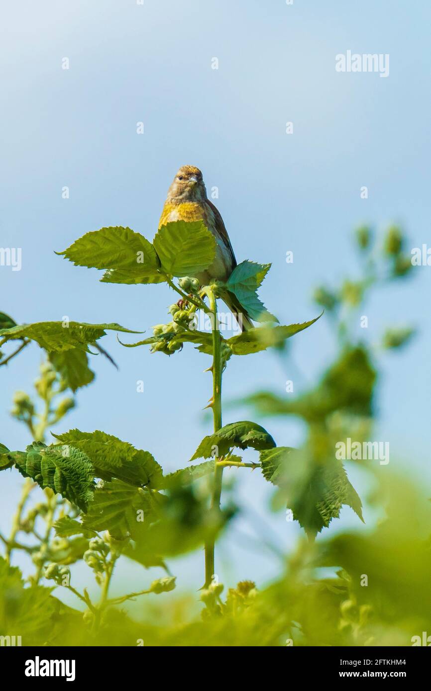 Nahaufnahme eines Linnet-Vogelweibchens, Carduelis Cannabina, zeigt und sucht während der Frühjahrssaison nach einem Partner. Singen in der frühen Morgensonne Stockfoto