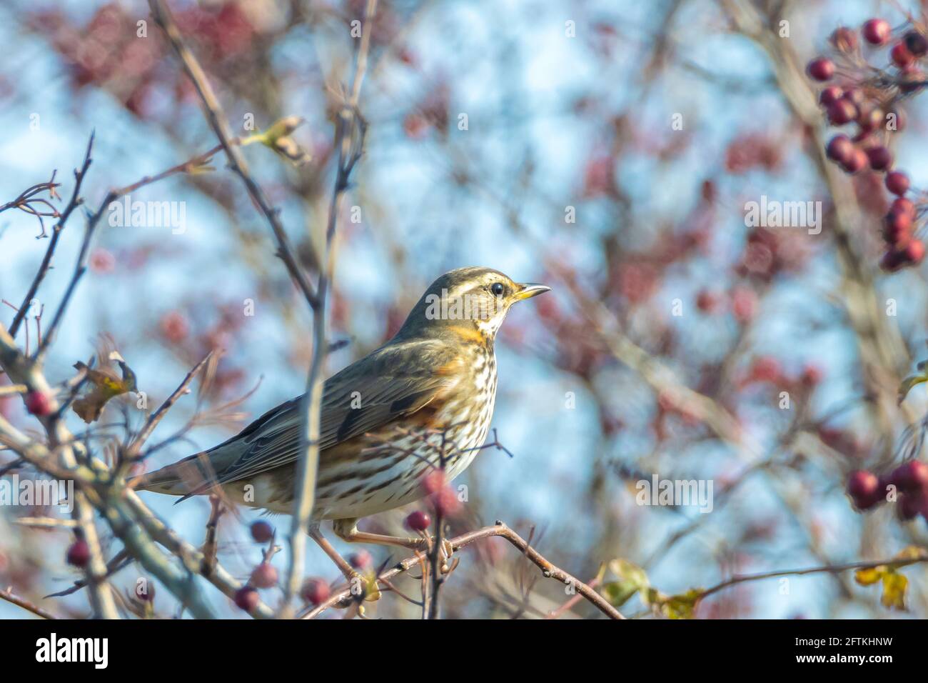 Eine Rotdrossel Vogel, Turdus Iliacu, Beeren aus einem Busch während der Herbstsaison essend Stockfoto