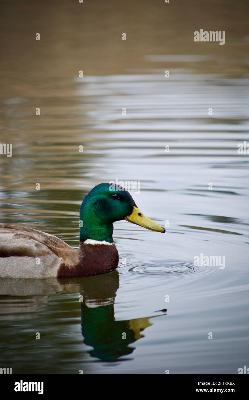 Mallard Duck, Male, Anas platyrhynchos, mit Wasser, das aus seinem Schnabel in einen See tropft. Stockfoto